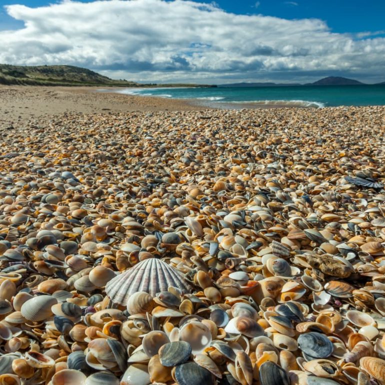 Shell Shore East Coast TAS 5616 x 3744 1