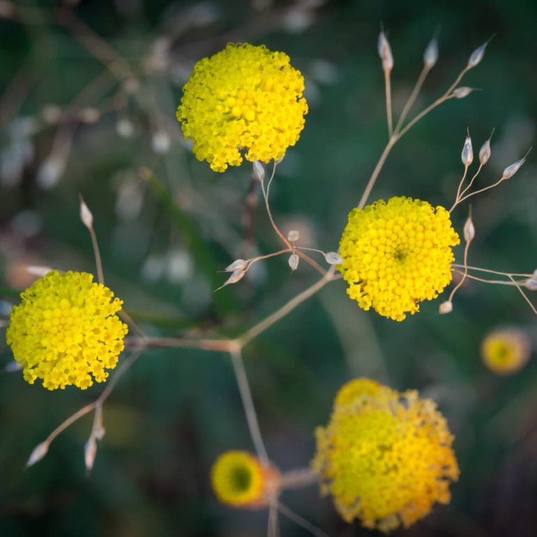 Flowers 2 Shiny Buttons Domain Hobart 5616 x 3744
