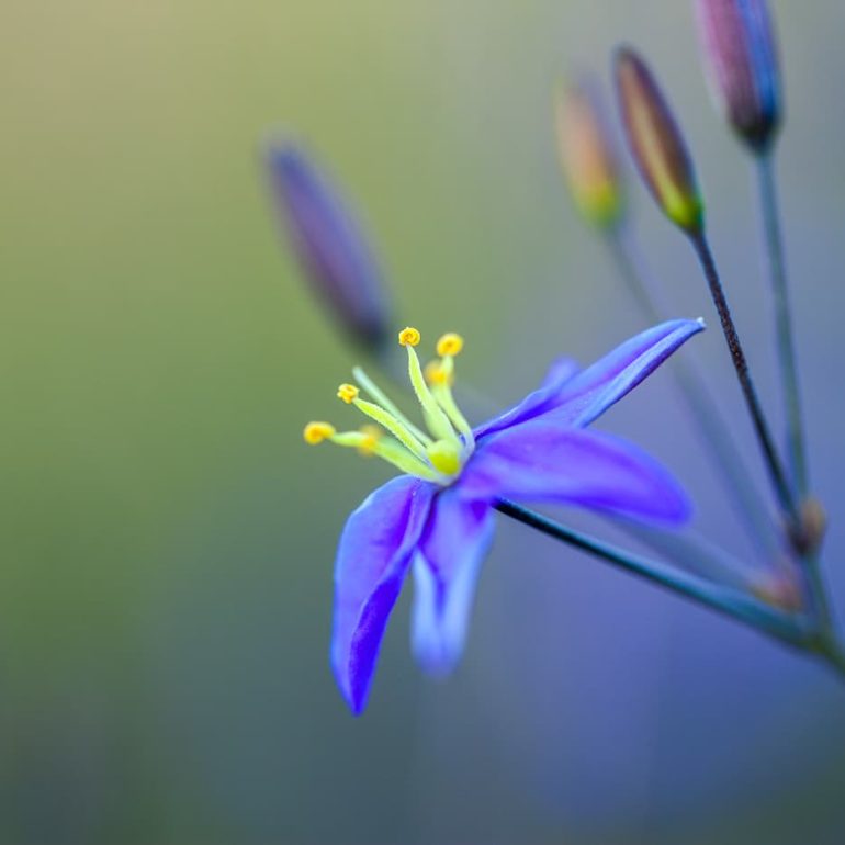 Flowers 5 Shortstem flaxlily Latrobe TAS 5616 x 3744