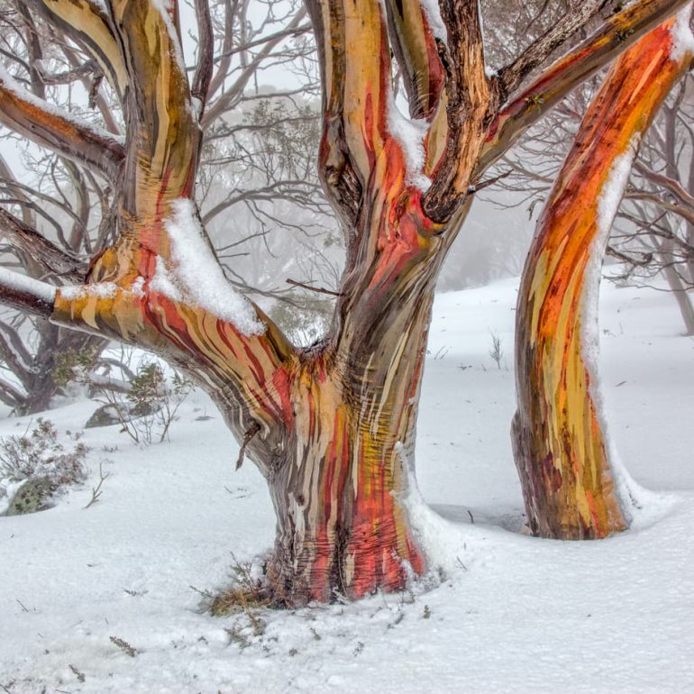 Trees 1 Snow gums Kosciuszko 5616 x 3744