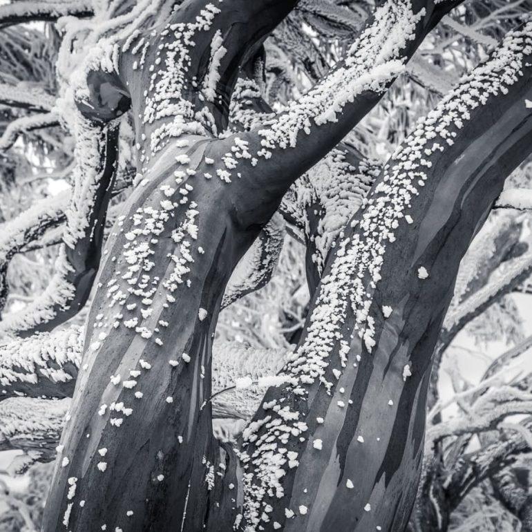 Black and white 6 Snowgum snow Kosciuszko National Park 5616 x 3744
