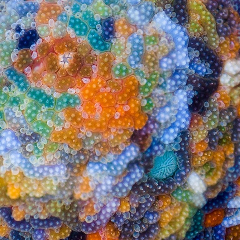 Closeups 5 Starfish pattern Freycinet Peninsula 4866 x 3249