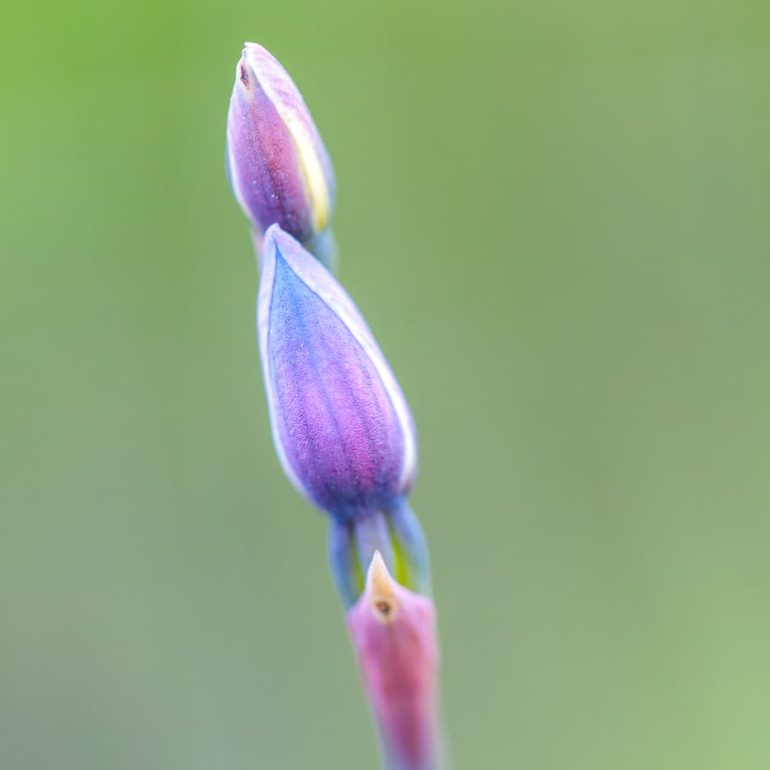 Flowers 4 Sun Orchid Latrobe TAS 5616 x 3744