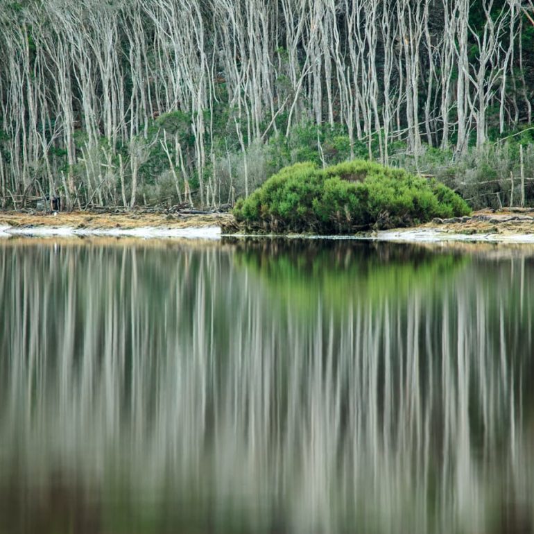 Trees 15 Teatree reflections Big Punchbowl 5616 x 3744