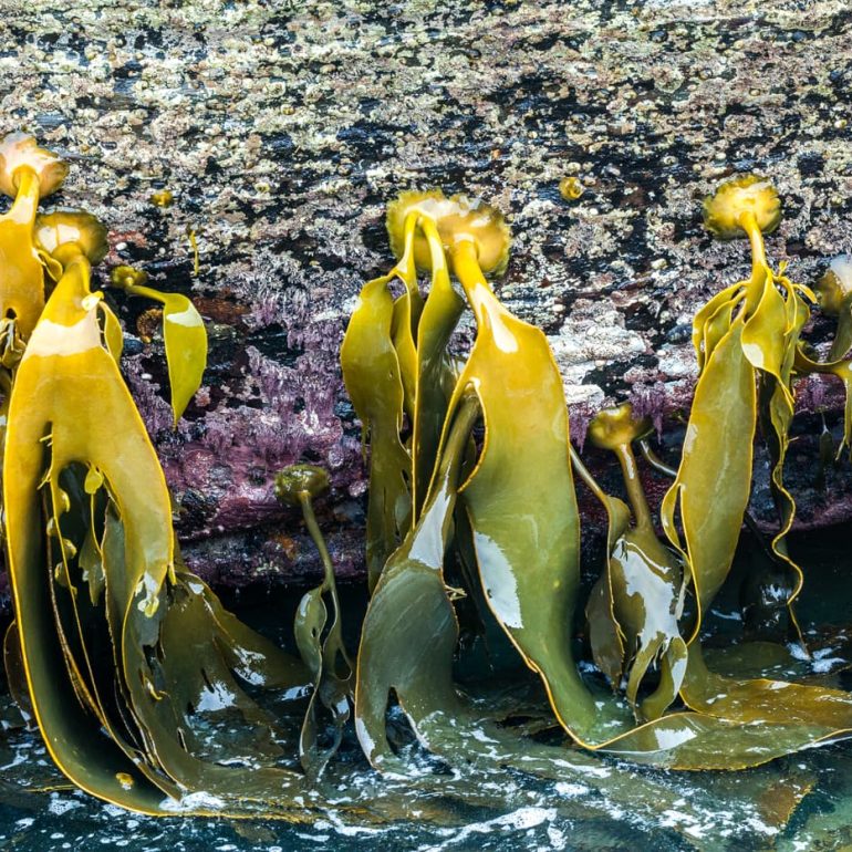 Tenacious Kelp South West NP TAS 5616 x 3744 1