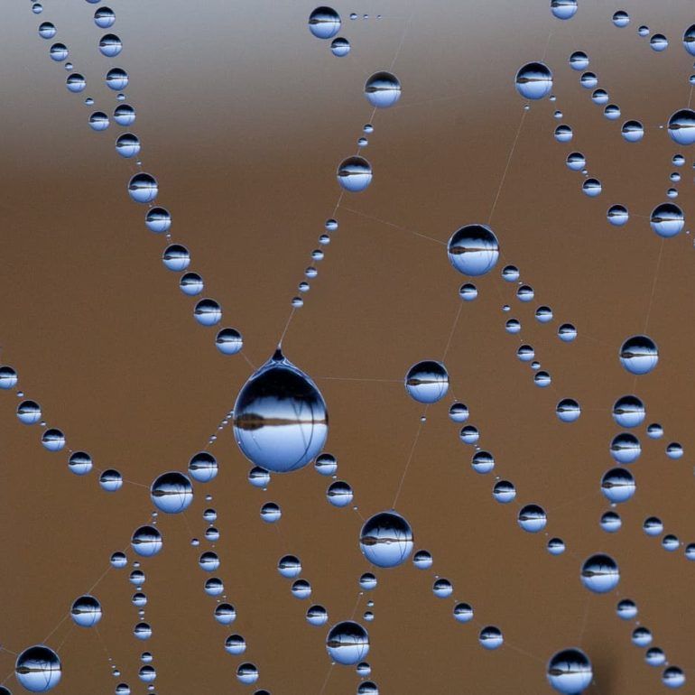 Closeups 2 Web droplets Skullbone Plains 9000 x 6000