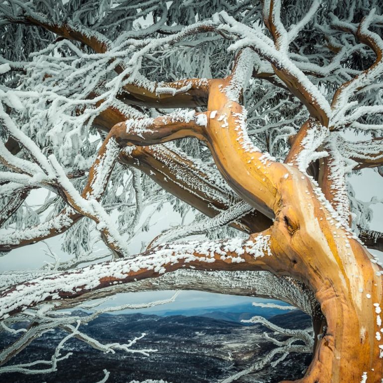 Trees 7 Winter blast Kosciuszko National Park 5616 x 3744