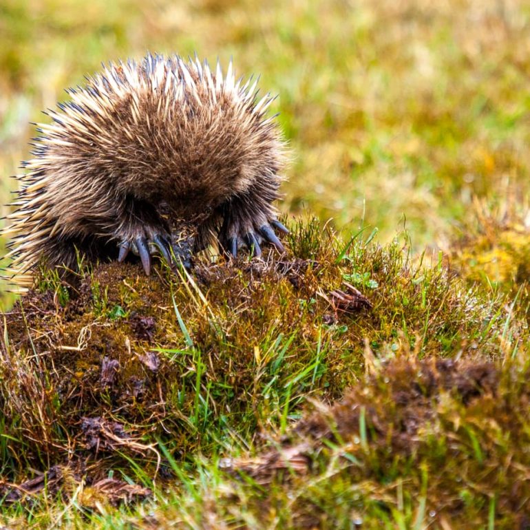 Young Echidna Cradle Mountain Lake St Clair NP 5616 x 3744