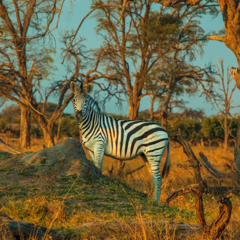 Zebra Okavango Delta 5616 x 3744