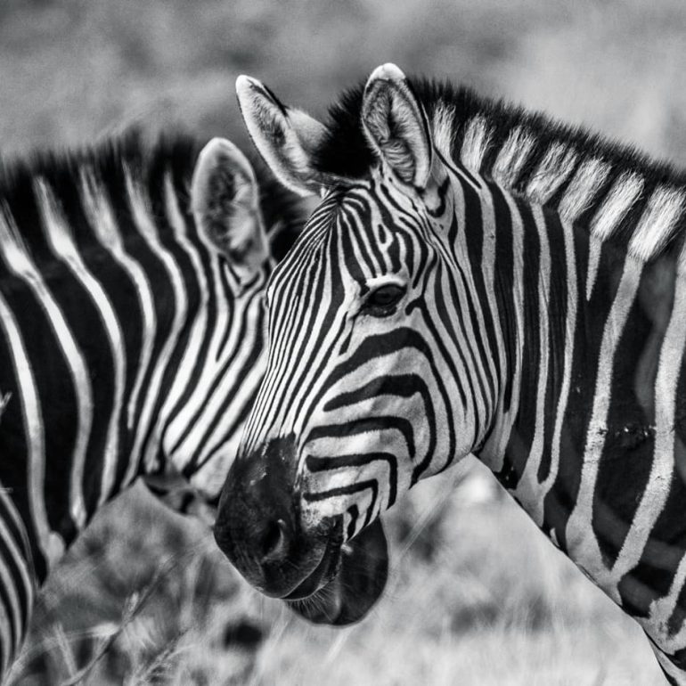 Black and white 10 Zebras Okavango Delta 5616 x 3744