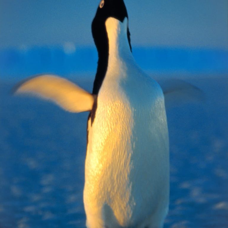 Antarctica 10 Ecstatic Dance Mawson Station 5066 x 7572