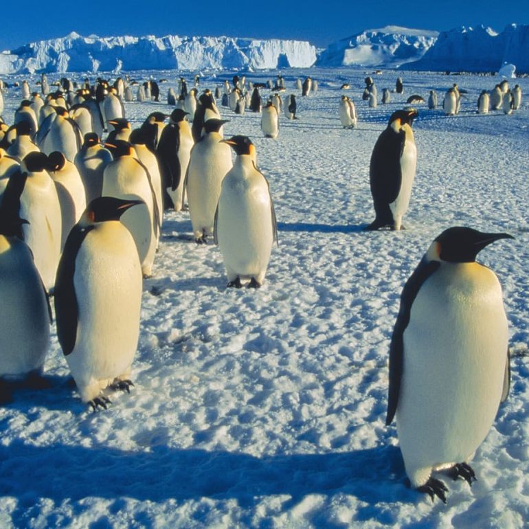 Antarctica 9 Emperor Penguins Auster Rookery 7658 x 5053