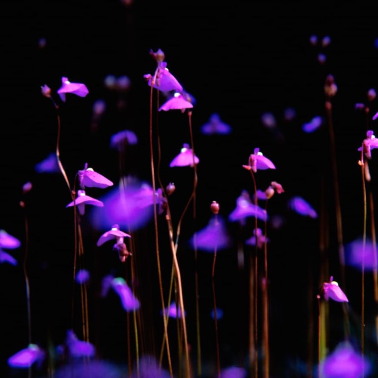 Tarkine 4 Fairies Aprons Tarkine 3468 x 2412