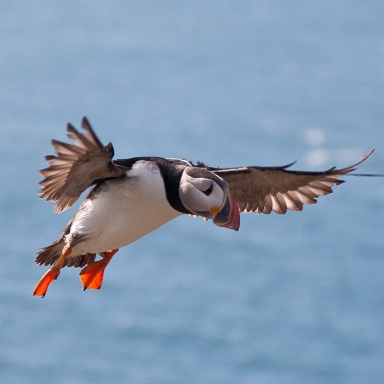 Iceland 6 Flying Puffin Westfjords 4368 x 2912