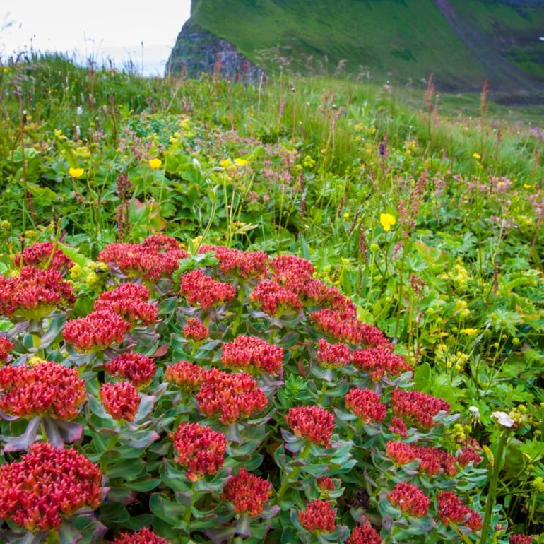 Iceland 5 High Meadow Westfjords 2912 x 4368