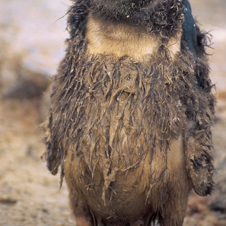 Antarctica 7 Hippy Penguin Verner Island 5046 x 7675