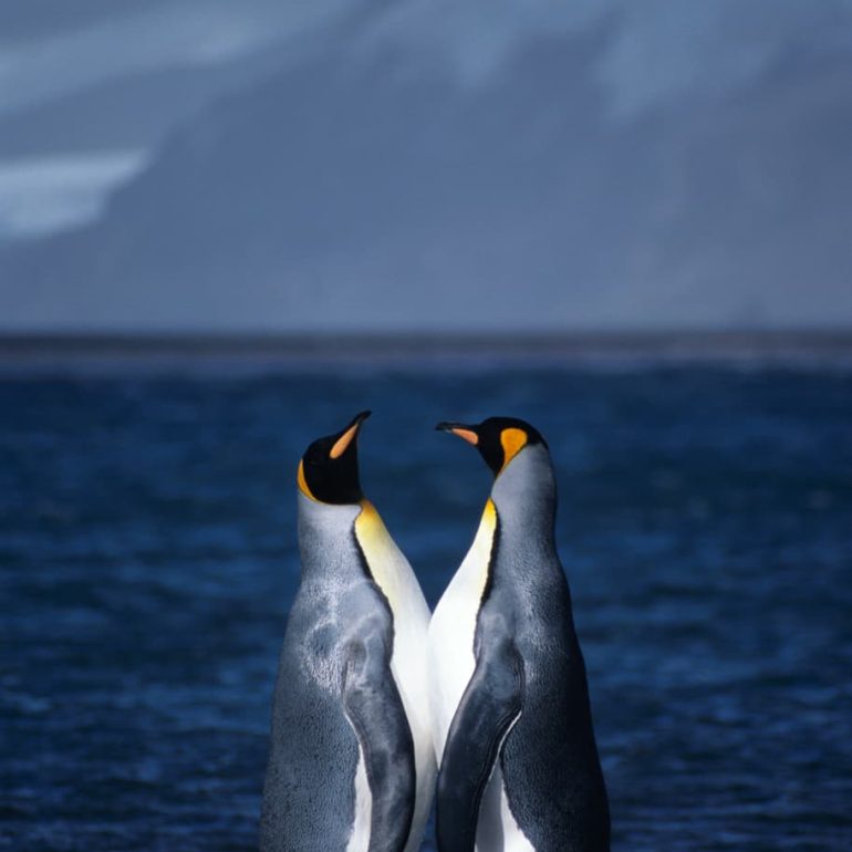 Antarctica 4 King Penguins Heard Island 3661 x 5610