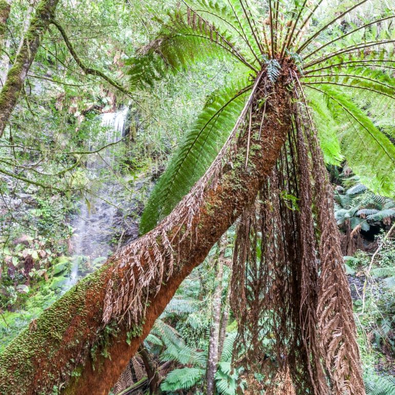 Tarkine 5 Lovers Falls Tarkine 4368 x 2912
