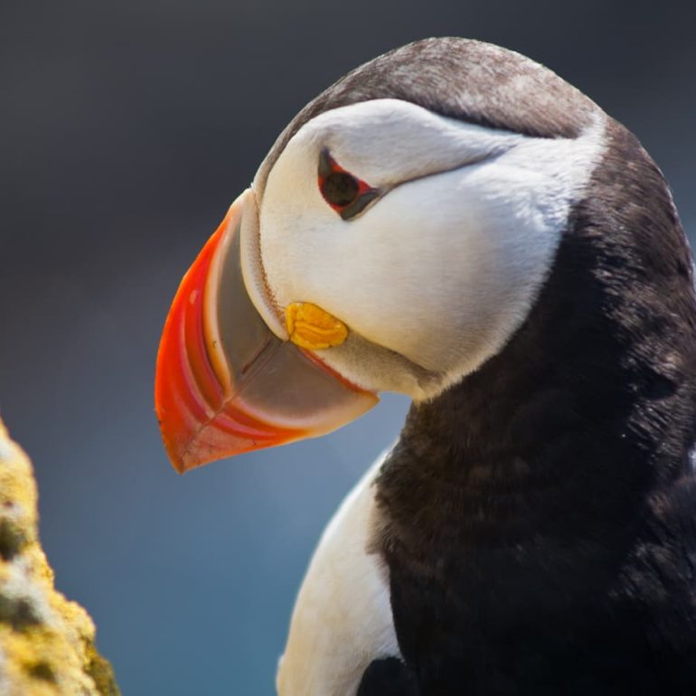 Iceland 1 Puffin Westfjords 4368 x 2912