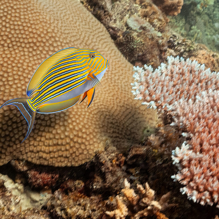 Underwater 2 Blue banded Suregon Fish Drawaqa Island 2273 x 1516