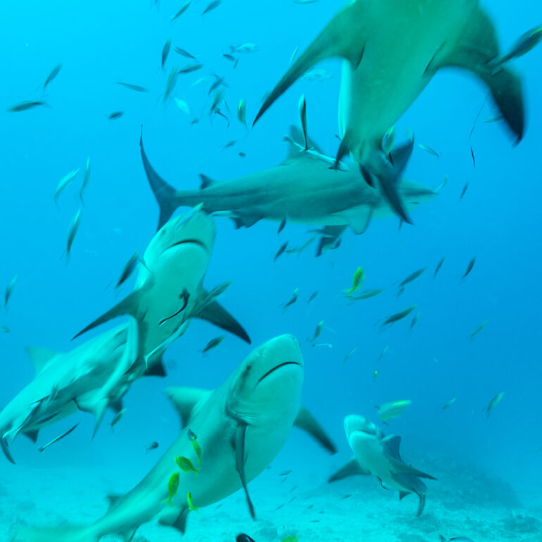 Underwater 13 Bull Sharks Drawaqa Island 5616 x 3744