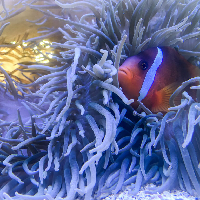 Underwater 4 Clarks Anemonefish Drawaqa Island 4032 x 3024