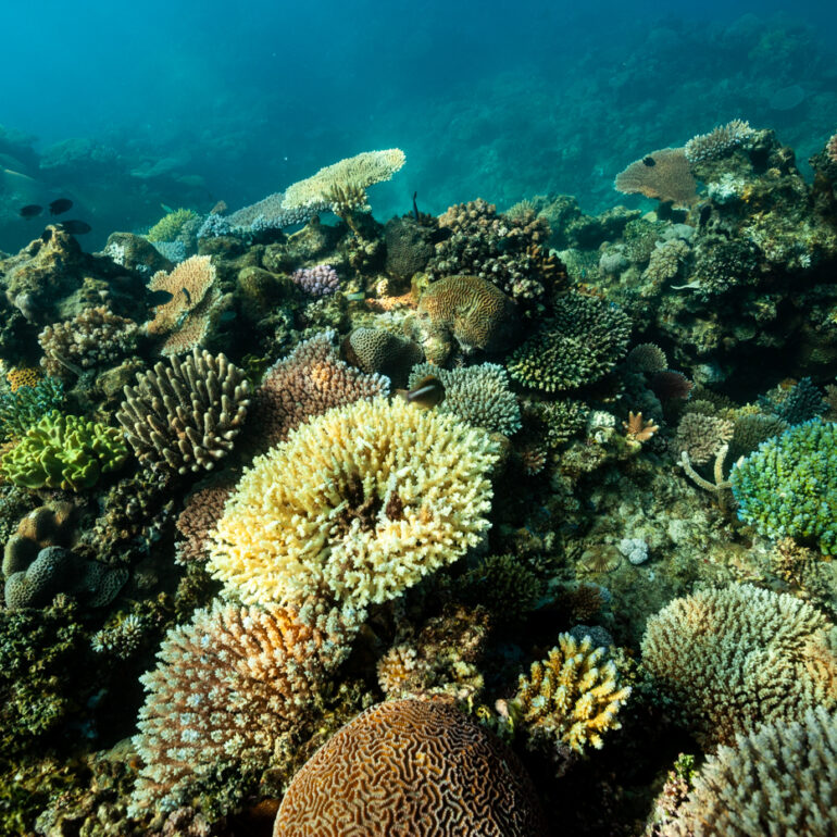 Underwater 5 Coral gardens