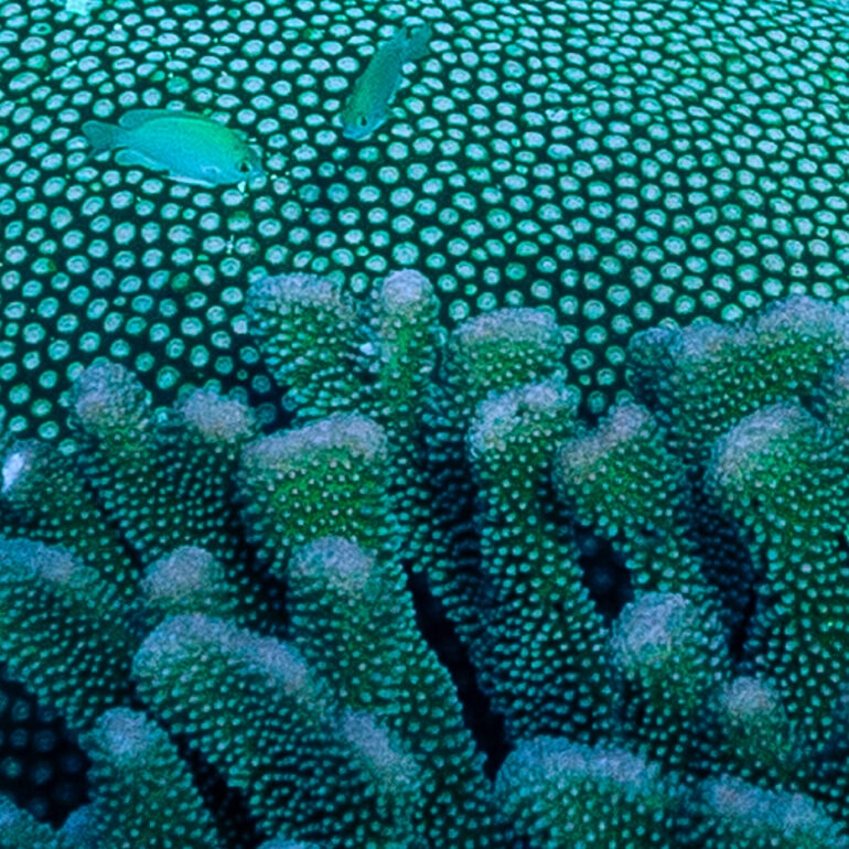 Underwater 6 Micro world