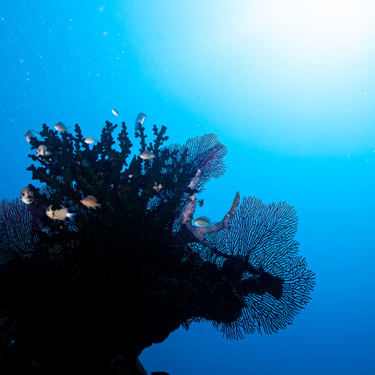 Underwater 12 Fish Nursery