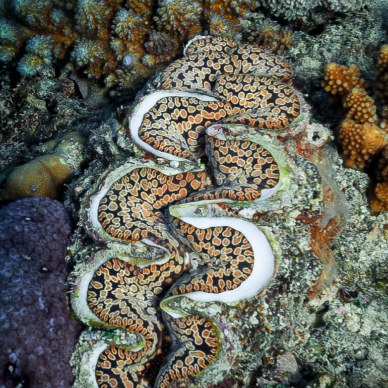 Underwater 7 Giant Clam