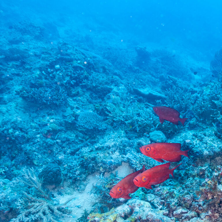 Underwater 11 Glasseye Snapper Drawaqa Island 3081 x 2054