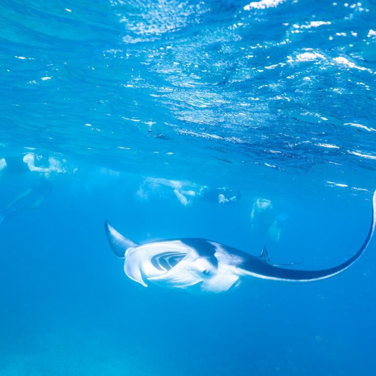 Underwater 3 Magestic Manta