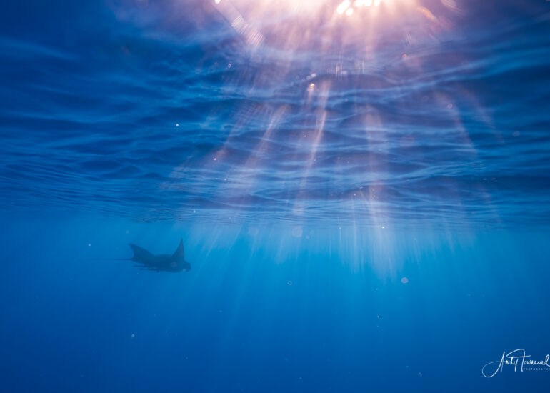 Reef manta (Mobula alfredi)
