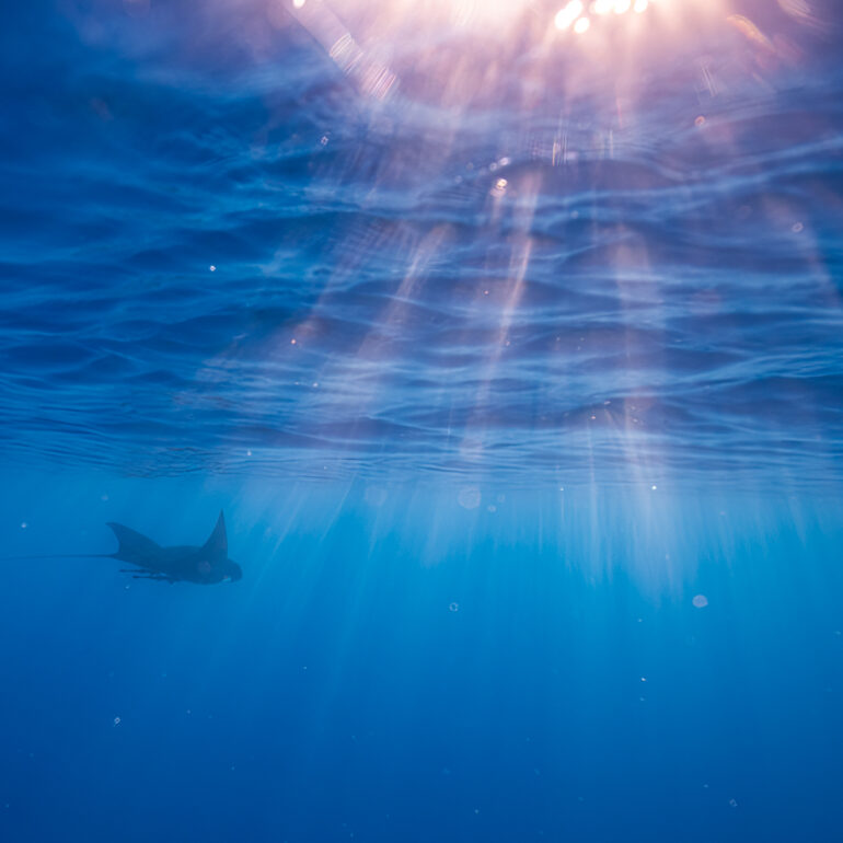 Underwater 1 Reef manta (Mobula alfredi)