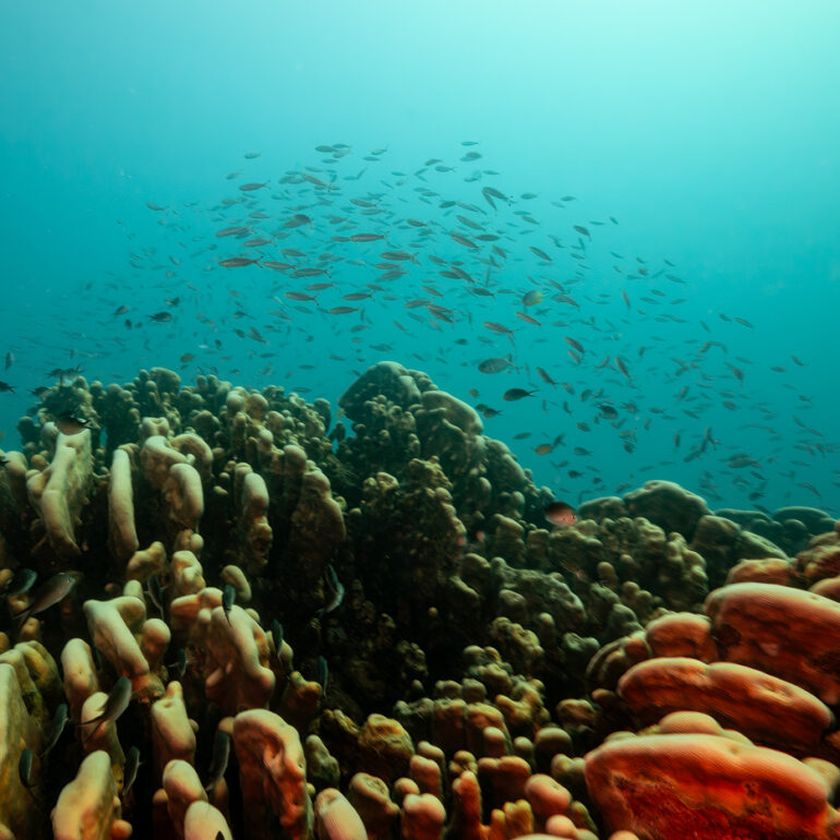 Underwater 8 Pavona Coral