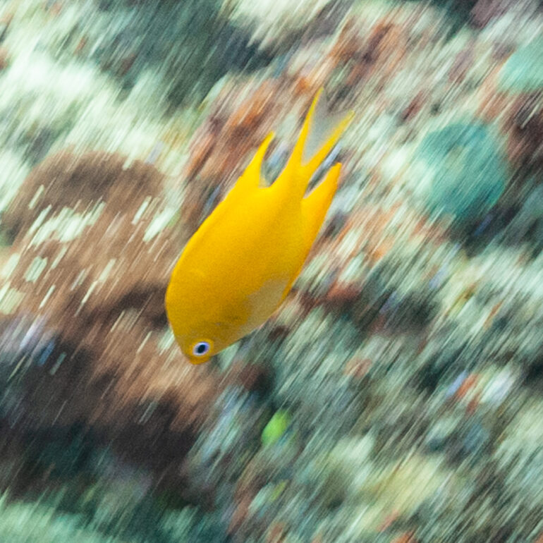 Underwater 9 Squarespot Anthias