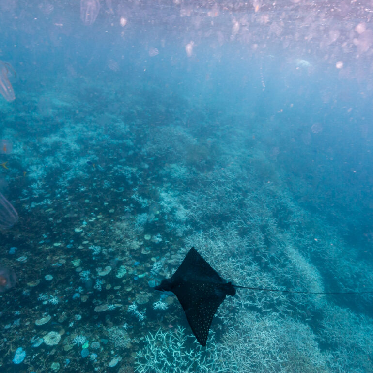 Underwater 15 Spotted eagle ray (Aetobatus narinari)