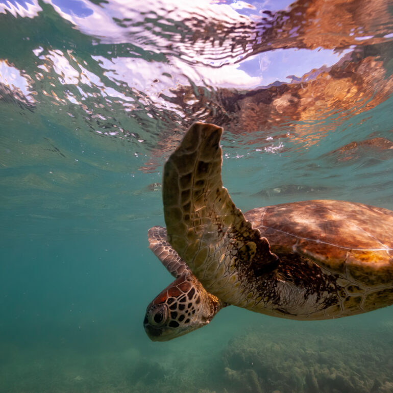 Underwater 10 Green sea turtle (Chelonia mydas)